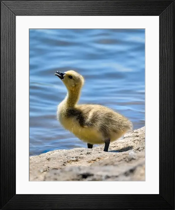Framed Print : Cute Canada goose gosling (Branta canadensis) Framed Print : Cute Canada goose gosling (Branta canadensis)
