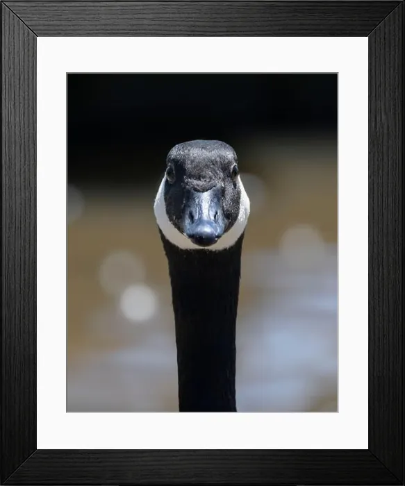 Framed Print : Close up headshot of Canada goose (Branta canadensis), sometimes called Canadian goose, with bokeh in background Framed Print : Close up headshot of Canada goose (Branta canadensis), sometimes called Canadian goose, with bokeh in background