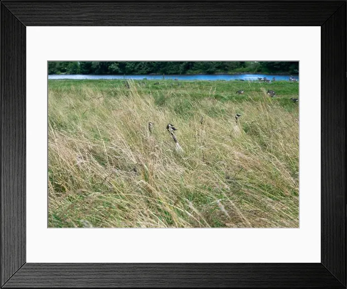 Framed Print : Some Canada geese ( Branta canadensis ) and their chicks almost hidden in the tall grass in a meadow on the river bank Framed Print : Some Canada geese ( Branta canadensis ) and their chicks almost hidden in the tall grass in a meadow on the river bank