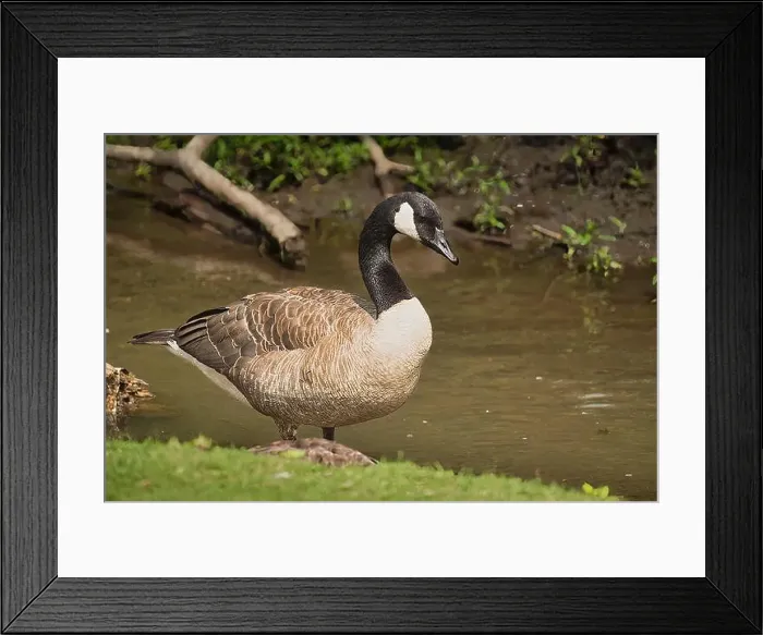 Framed Print : Canadian Geese roaming on the grass in front of a water source Framed Print : Canadian Geese roaming on the grass in front of a water source