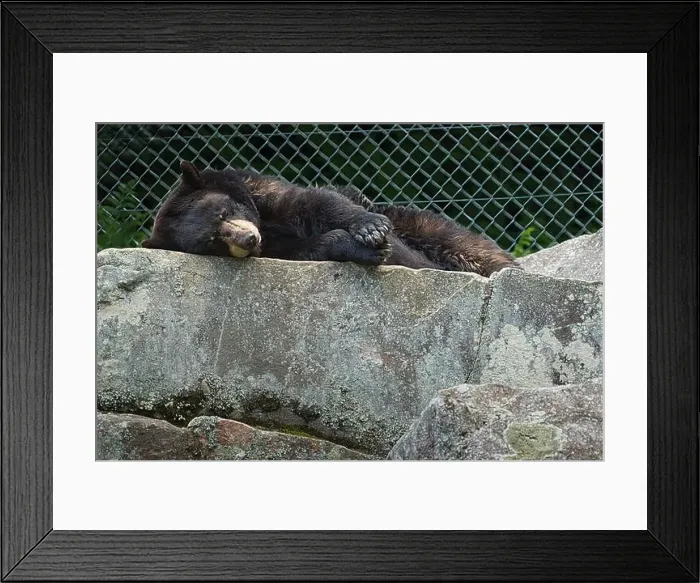 Framed Print : black bear sleeping on a rock Framed Print : black bear sleeping on a rock