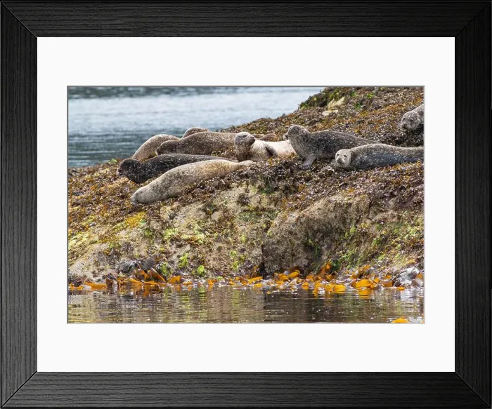 Framed Print : Common harbor seals, Phoca vitulina, hauled out resting on rocks with seaweed near Mallaig Scotland Framed Print : Common harbor seals, Phoca vitulina, hauled out resting on rocks with seaweed near Mallaig Scotland