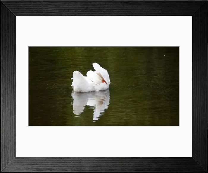 Framed Print : Farmyard goose preening on the mill pond Framed Print : Farmyard goose preening on the mill pond