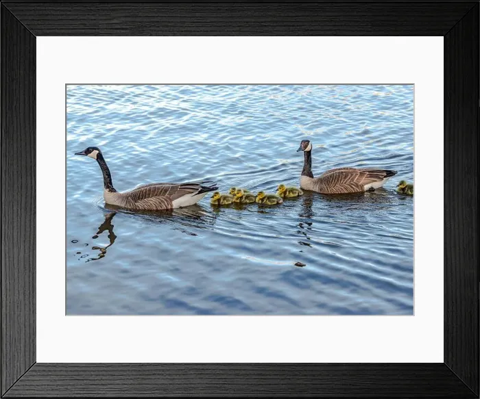 Framed Print : Newborn goslings in the springtime Framed Print : Newborn goslings in the springtime