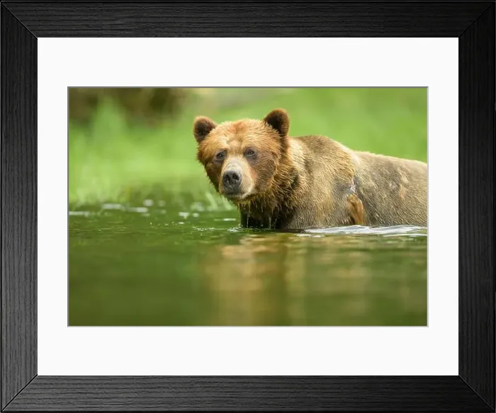 Framed Print : Large male grizzly;y bear standing chest deep in water Framed Print : Large male grizzly;y bear standing chest deep in water