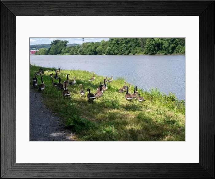 Framed Print : Many Canada geese ( Branta canadensis ) in the green grass in the wild, on the bank of a river Framed Print : Many Canada geese ( Branta canadensis ) in the green grass in the wild, on the bank of a river