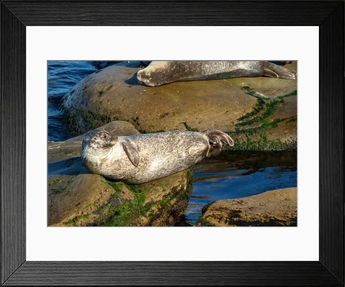 Framed Print : Harbor seal, phoca vitulina vitulina Framed Print : Harbor seal, phoca vitulina vitulina
