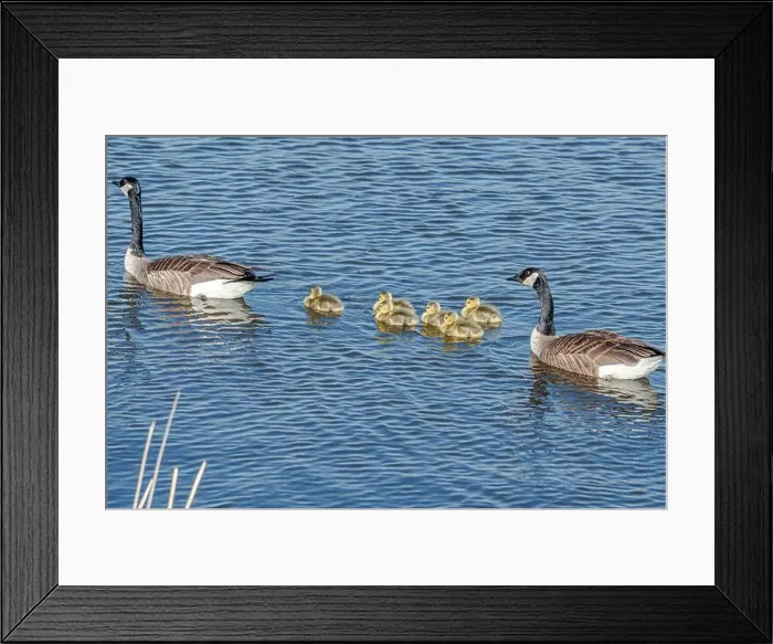 Framed Print : Newborn goslings in the springtime Framed Print : Newborn goslings in the springtime