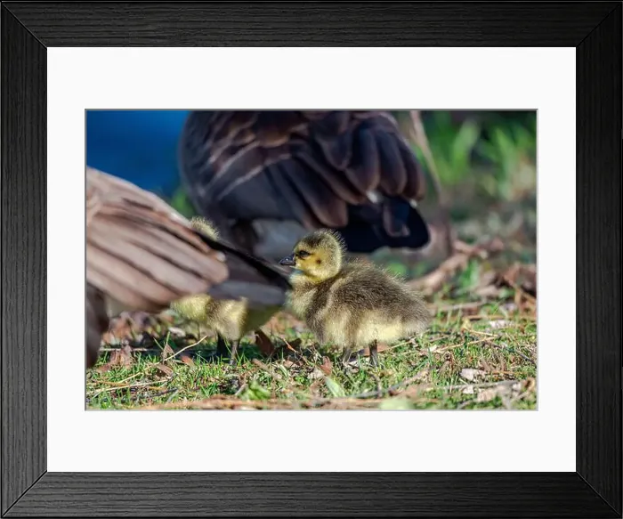 Framed Print : Newborn goslings in the springtime Framed Print : Newborn goslings in the springtime