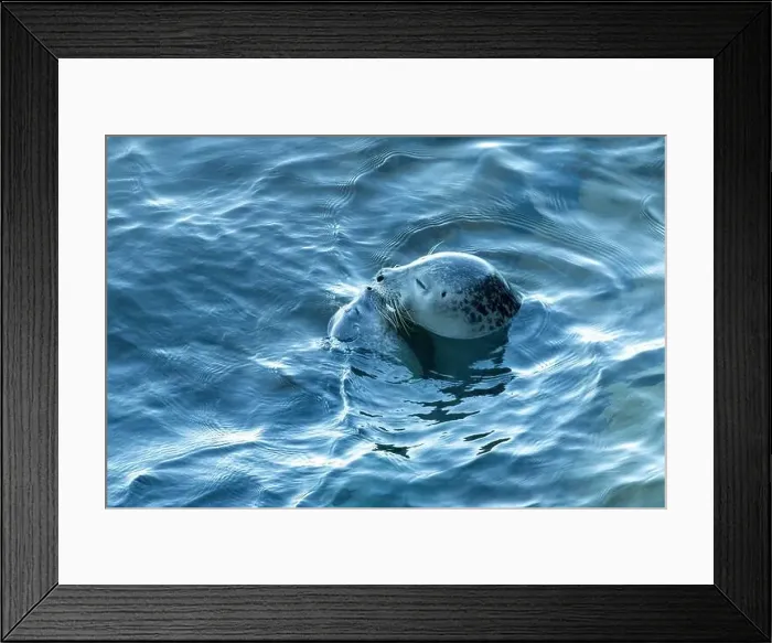 Framed Print : Harbor seal, phoca vitulina vitulina Framed Print : Harbor seal, phoca vitulina vitulina