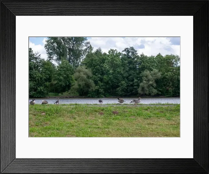 Framed Print : Many Canada geese ( Branta canadensis ) on a green meadow near the river bank Framed Print : Many Canada geese ( Branta canadensis ) on a green meadow near the river bank
