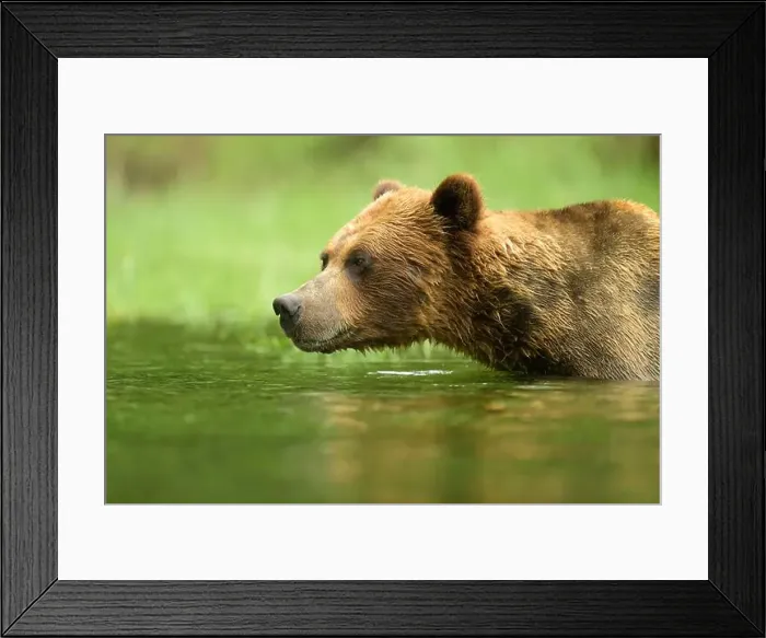 Framed Print : Male brown bear standing in water watching for salmon Framed Print : Male brown bear standing in water watching for salmon