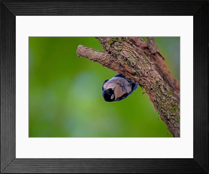 Framed Print : Blue Nuthatch - Sitta azurea perching on tree Framed Print : Blue Nuthatch - Sitta azurea perching on tree