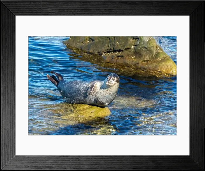 Framed Print : Harbor seal, phoca vitulina vitulina Framed Print : Harbor seal, phoca vitulina vitulina