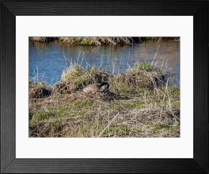 Framed Print : Nesting geese on the St. Lawrence River Framed Print : Nesting geese on the St. Lawrence River