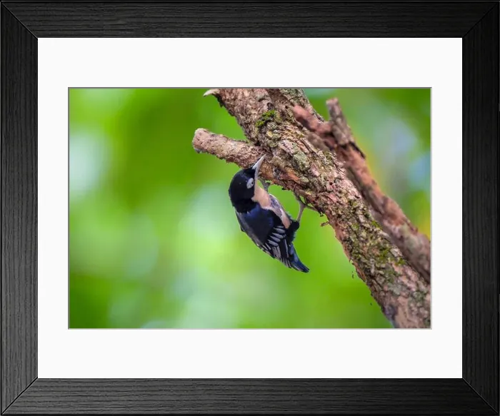 Framed Print : Blue Nuthatch - Sitta azurea perching on tree Framed Print : Blue Nuthatch - Sitta azurea perching on tree
