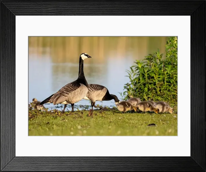 Framed Print : Canada goose family (Branta canadensis) on the shore of a lake Framed Print : Canada goose family (Branta canadensis) on the shore of a lake