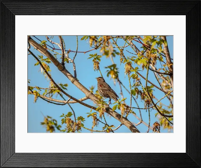Framed Print : Red-winged Blackbird is a passerine bird found in most of North America and much of Central America Framed Print : Red-winged Blackbird is a passerine bird found in most of North America and much of Central America