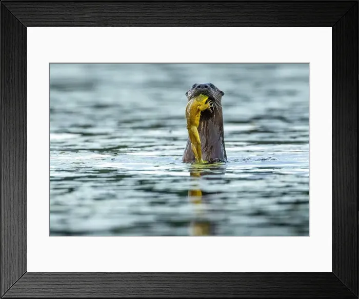 Framed Print : North american river otter (Lontra canadensis) eating a bull frog (Lithobates catesbeianus) Framed Print : North american river otter (Lontra canadensis) eating a bull frog (Lithobates catesbeianus)
