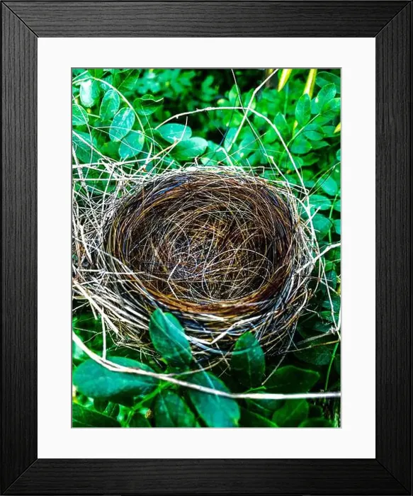 Framed Print : Robins nest made with horse hair in foliage Framed Print : Robins nest made with horse hair in foliage