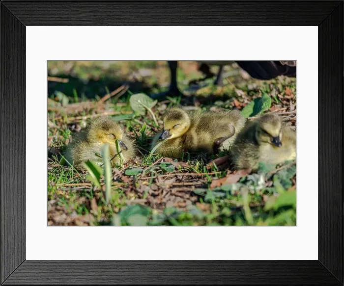 Framed Print : Newborn goslings in the springtime Framed Print : Newborn goslings in the springtime