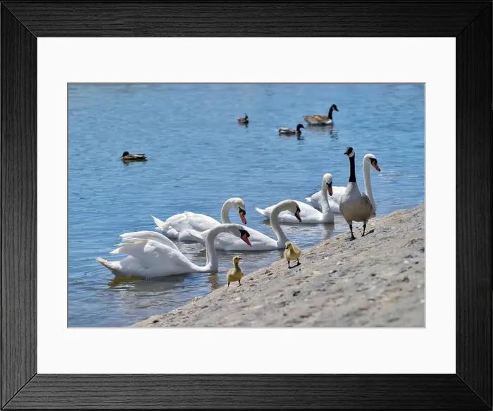 Framed Print : Mute Swans and Canadian geese with goslings by waters edge taken at Herriots bridge, Chew Valley, uk Framed Print : Mute Swans and Canadian geese with goslings by waters edge taken at Herriots bridge, Chew Valley, uk