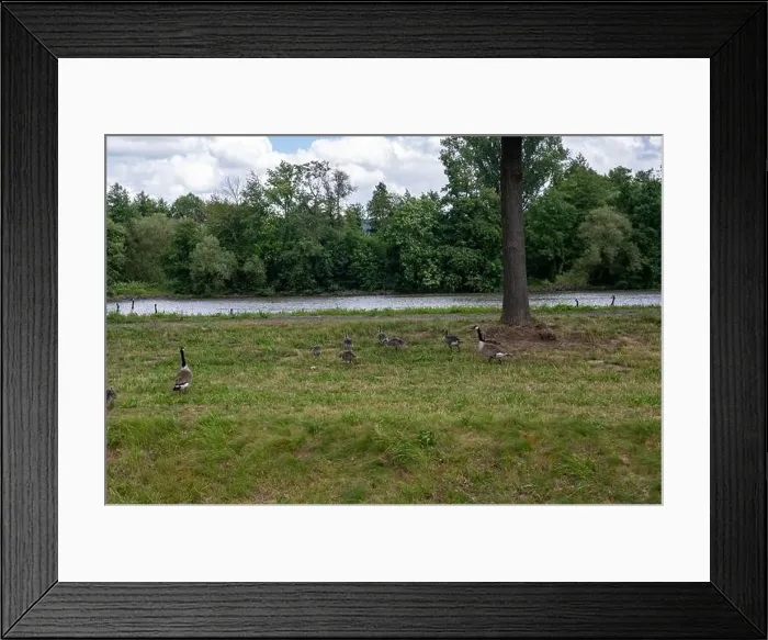 Framed Print : Many Canada geese ( Branta canadensis ) on a green meadow near the river bank Framed Print : Many Canada geese ( Branta canadensis ) on a green meadow near the river bank