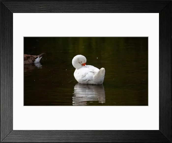 Framed Print : Farmyard goose preening on the mill pond Framed Print : Farmyard goose preening on the mill pond