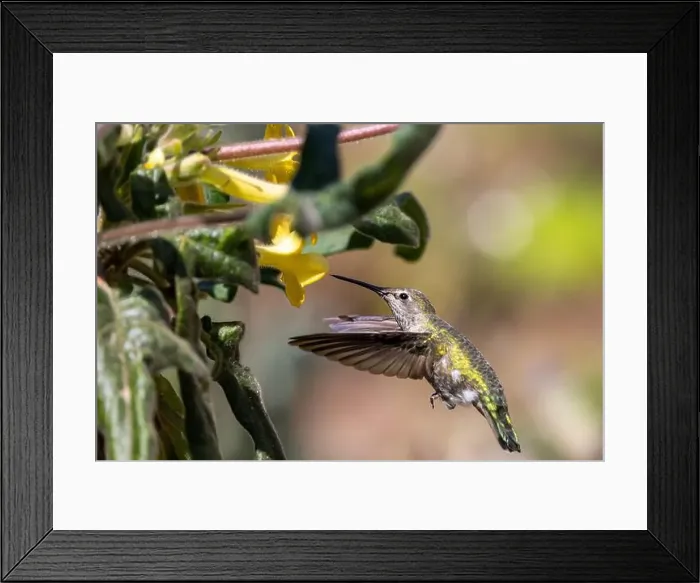 Framed Print : Anna's hummingbird feeding on yellow flowers Framed Print : Anna's hummingbird feeding on yellow flowers
