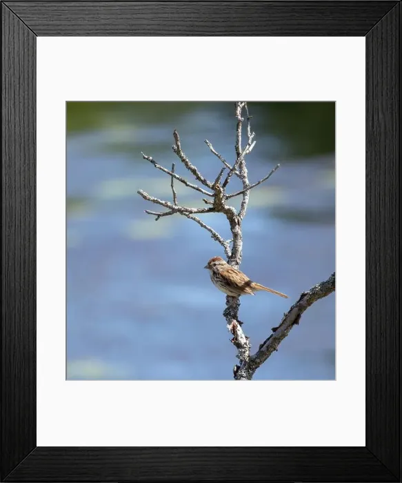 Framed Print : Song sparrow perched on a branch in Muskoka Ontario in summer Framed Print : Song sparrow perched on a branch in Muskoka Ontario in summer