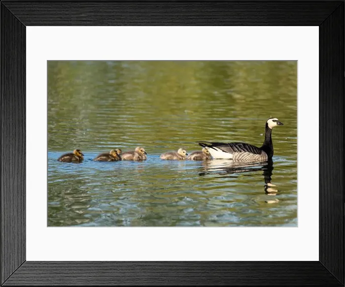 Framed Print : Canada goose (Branta canadensis) with chicks on water Framed Print : Canada goose (Branta canadensis) with chicks on water