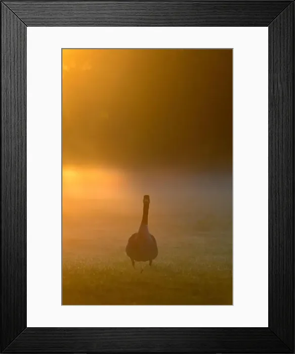 Framed Print : Geece in the early morning mist at sunrise Framed Print : Geece in the early morning mist at sunrise