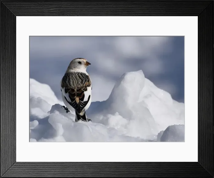 Framed Print : A snow bunting in winter, Sainte-Apolline, Québec, Canada Framed Print : A snow bunting in winter, Sainte-Apolline, Québec, Canada