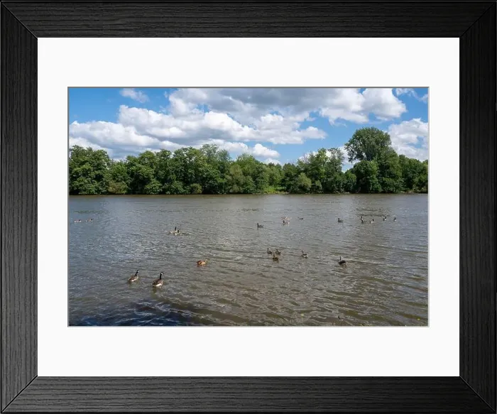 Framed Print : Many Canada geese ( Branta canadensis ) swimming in the water near the river bank with blue sky and clouds Framed Print : Many Canada geese ( Branta canadensis ) swimming in the water near the river bank with blue sky and clouds