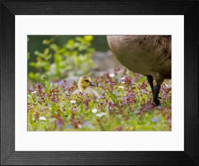 Framed Print : Canada goose (Branta canadensis), Germany Framed Print : Canada goose (Branta canadensis), Germany