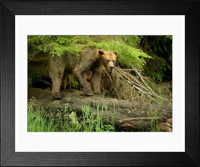 Framed Print : Brown Bear on log in temperate rainforest