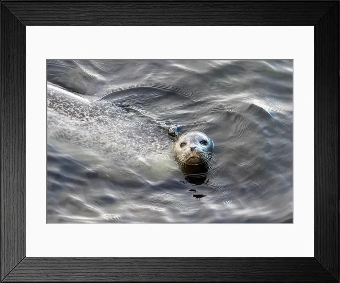 Framed Print : Harbor seal, phoca vitulina vitulina Framed Print : Harbor seal, phoca vitulina vitulina