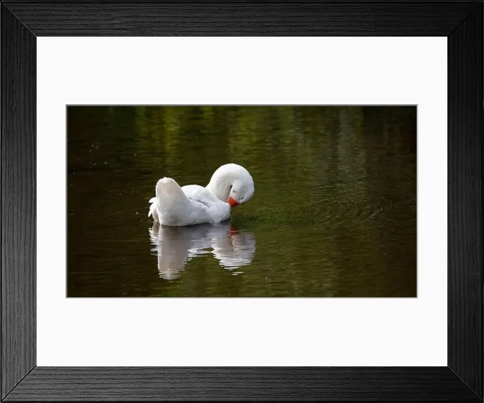 Framed Print : Farmyard goose preening on the mill pond Framed Print : Farmyard goose preening on the mill pond