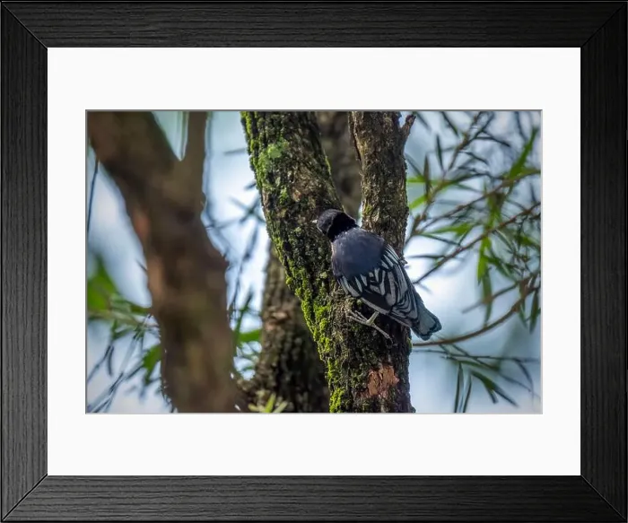 Framed Print : Blue Nuthatch - Sitta azurea perching on tree Framed Print : Blue Nuthatch - Sitta azurea perching on tree