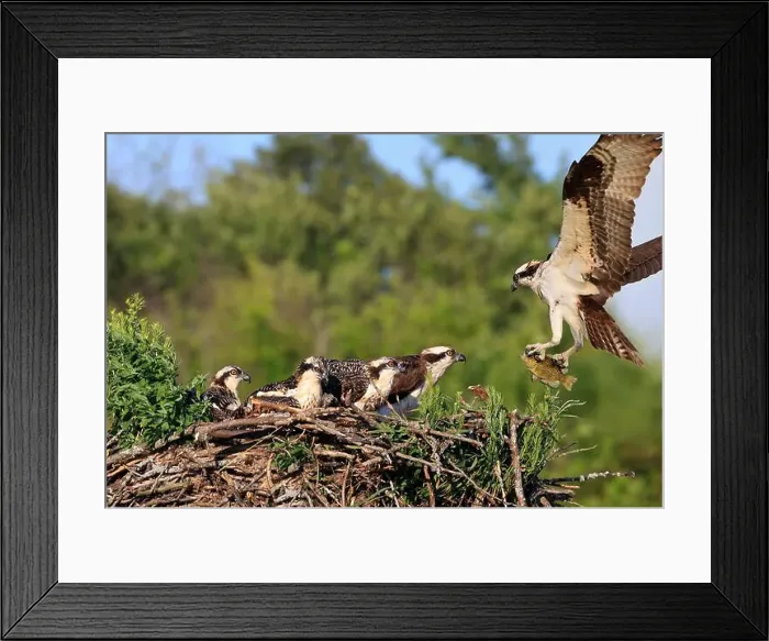 Framed Print : Osprey family into the nest, the male is landing with a fish, Canada Framed Print : Osprey family into the nest, the male is landing with a fish, Canada