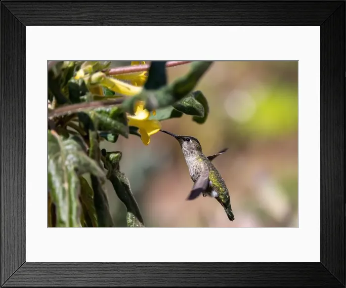 Framed Print : Anna's hummingbird feeding on yellow flowers Framed Print : Anna's hummingbird feeding on yellow flowers