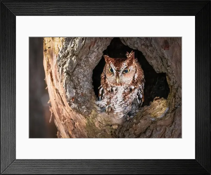 Framed Print : Western Screech Owl looking out of a tree hole Framed Print : Western Screech Owl looking out of a tree hole