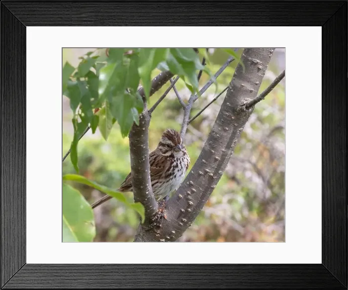 Framed Print : Song sparrow perched on a branch in Muskoka Ontario in summer Framed Print : Song sparrow perched on a branch in Muskoka Ontario in summer