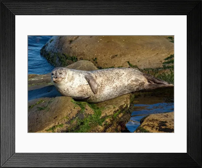Framed Print : Harbor seal, phoca vitulina vitulina Framed Print : Harbor seal, phoca vitulina vitulina