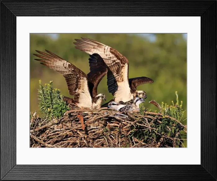 Framed Print : Osprey family into the nest, Quebec, Canada