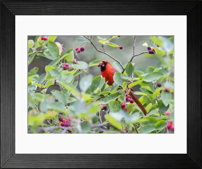 Framed Print : northern cardinal (Cardinalis cardinalis) eating juneberry Framed Print : northern cardinal (Cardinalis cardinalis) eating juneberry