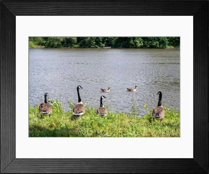 Framed Print : Many Canada geese ( Branta canadensis ) in the green grass in the wild, on the bank of a river Framed Print : Many Canada geese ( Branta canadensis ) in the green grass in the wild, on the bank of a river