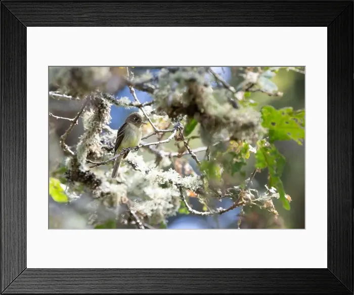 Framed Print : A western flycatcher Empidonax difficilis perched on a mossy branch looking for food Framed Print : A western flycatcher Empidonax difficilis perched on a mossy branch looking for food