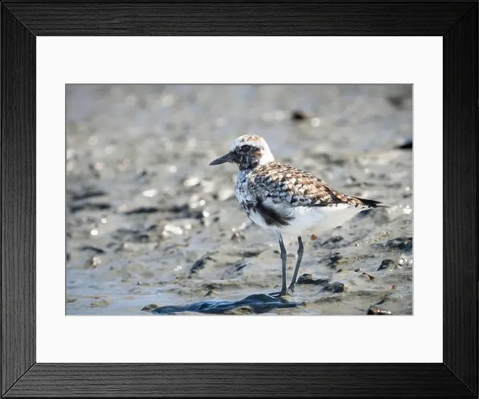 Framed Print : Black-bellied Plover hunting for food along the shores of the St. Lawrence River Framed Print : Black-bellied Plover hunting for food along the shores of the St. Lawrence River