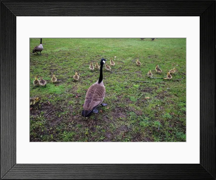 Framed Print : Canada geese with goslings at Rapids Park in LaSalle, Montreal, Quebec, Canada Framed Print : Canada geese with goslings at Rapids Park in LaSalle, Montreal, Quebec, Canada